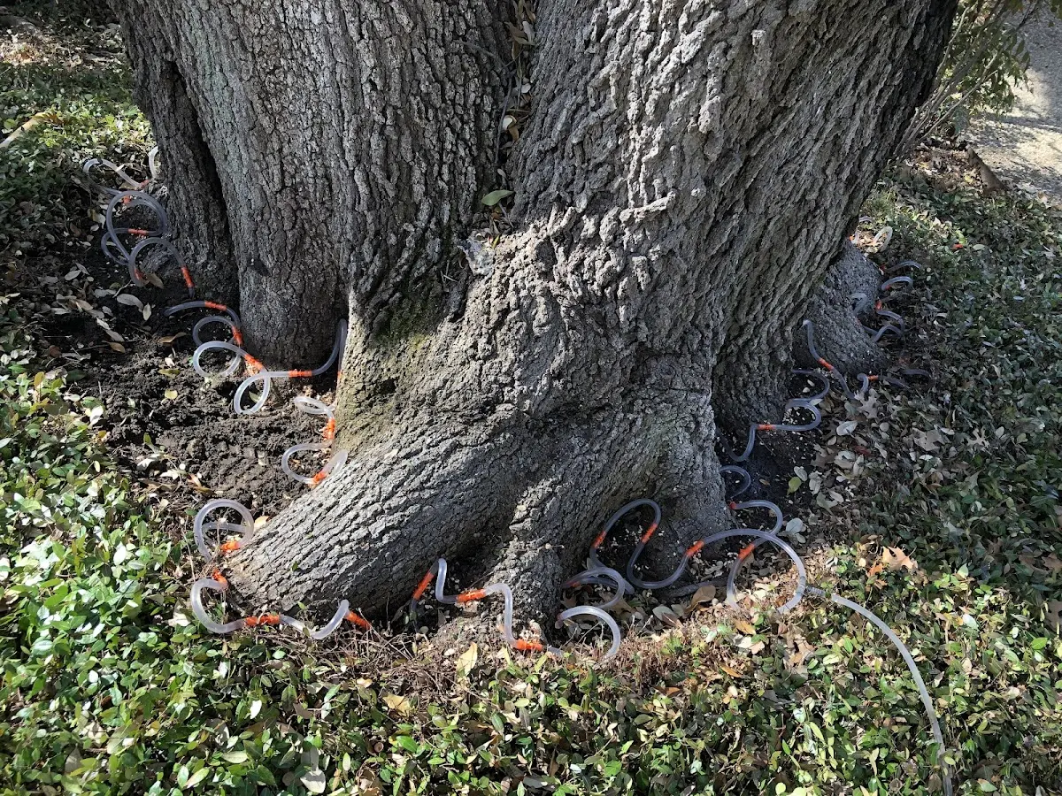 Detailed Tree Cabling and Bracing job site in Dutton