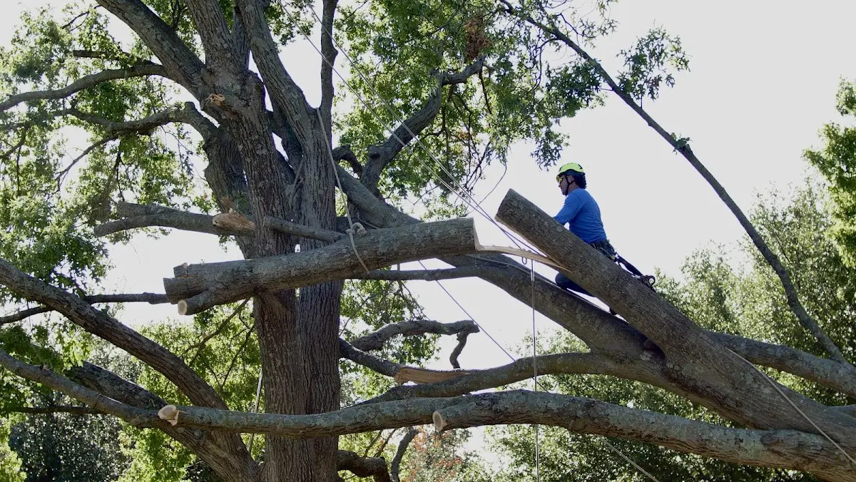 Professional Crown Thinning performed by certified arborists in Dutton